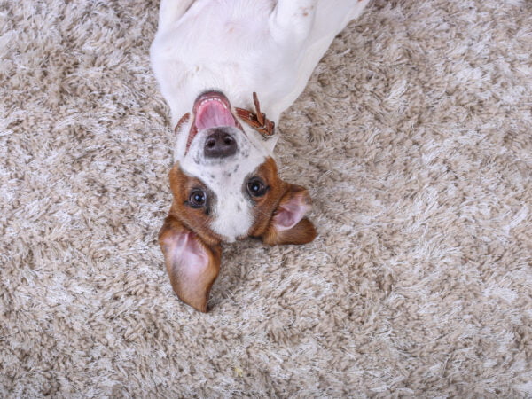 Carpet 101 in Cape Coral, FL Cute dog laying on the plush carpet